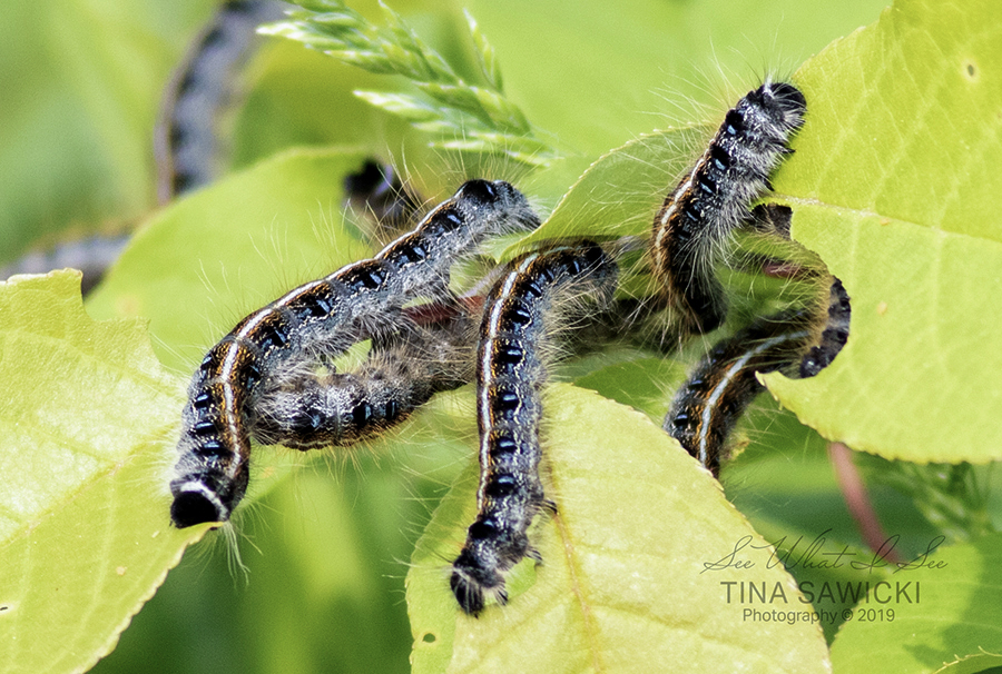 071a1481_macrocattepillars-84029645bd70844f0e34b5745ed65176f3116002