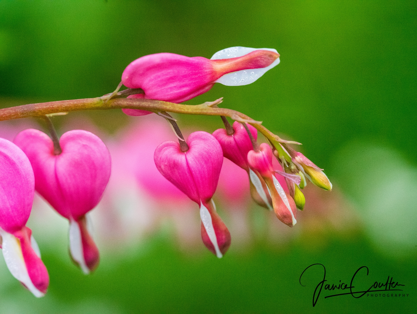 bleeding-heart-1-of-1-1-3b98f1347a00015bbc84e2df1676304d97c97e11