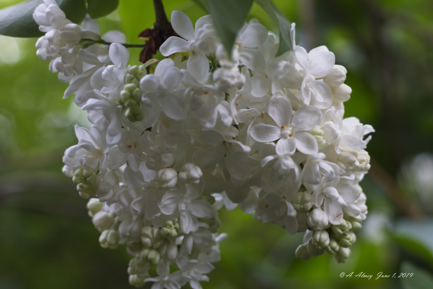 img_2745-7b2e19a84a8f10cc7f29a21cf7f2518e5ec7ed7c