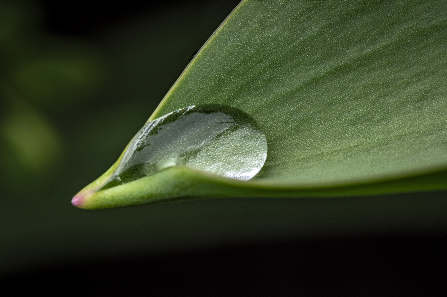 imgp7894-34fa4eb26531faa2e1c4bfabb60280be9c17db70