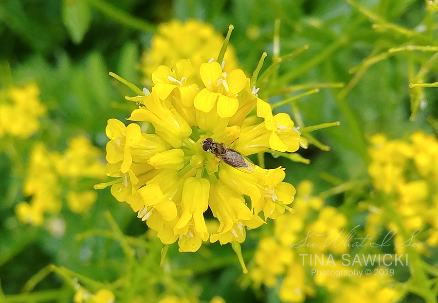 macro-yellow-bug-d7d1d1bdf100b01555899bd4c54d50bc9b5c78ca