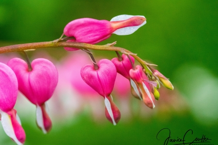bleeding-heart-1-of-1-1-3b98f1347a00015bbc84e2df1676304d97c97e11