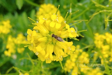 macro-yellow-bug-d7d1d1bdf100b01555899bd4c54d50bc9b5c78ca