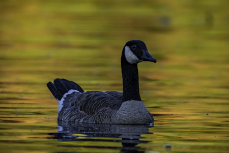 img_0718_original-06cbc23a932658f675894c00521de13da5e56e27